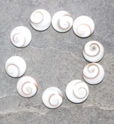 Shiva Auge - 15-17mm - 10 St�ck