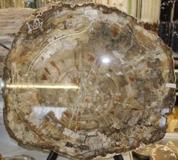 Versteinertes Holz - Scheiben und Querschnitte