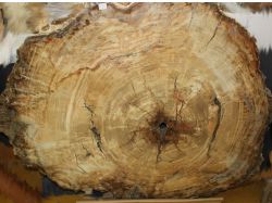 Versteinertes Holz - Scheiben und Querschnitte