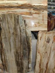 Versteinertes Holz - Scheiben und Querschnitte