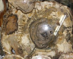 Versteinertes Holz - Scheiben und Querschnitte