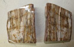 Versteinertes Holz - Buchst�tze L�ngsschnitt- 27x17cm - 1 Paar