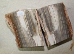 Versteinertes Holz - Buchst�tze L�ngsschnitt- 16x10cm - 1 Paar