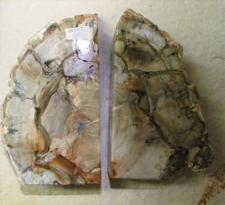 Versteinertes Holz - Buchst�tze - 16x13cm - 1 Paar