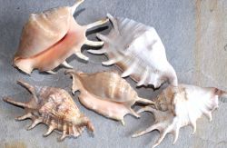 Lambis lambis - Meeresschnecke - 10-13cm - 5 St�ck