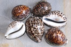 Cypraea Tigris - Meeresschnecke - 7-9cm - 5 St�ck