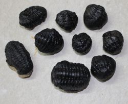 Trilobit - Phacops sp. - 2,5-4,5cm - 30 St�ck - Karton