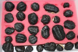 Trilobit - Phacops sp. - 2,5-4,5cm - 30 St�ck - Karton