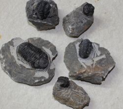 Trilobit auf Muttergestein - 4-8cm - 10 St�ck - Karton