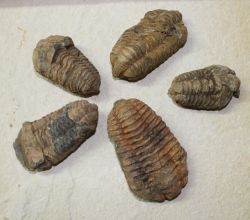 Trilobit - Calymene - 6-10cm - 20 St�ck - Karton