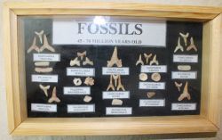 Fossilien Mix - in Schaukasten - 14,5x23,5x2,5cm - 1 St�ck