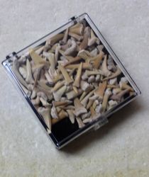 Haifischzahn - Mini - in Geschenkbox  - Karton - 15 St�ck