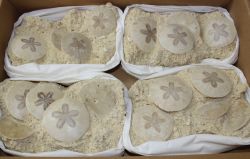 Seeigel - Scutella subrotunda - 18x12cm - 4 St�ck - Karton