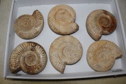Ammonit - Perisphinctes - 8-10cm - 6 St�ck - Karton