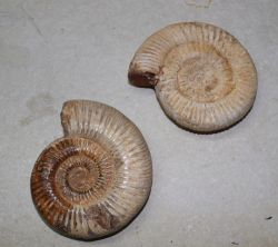 Ammonit - Perisphinctes - 8-10cm - 6 St�ck - Karton
