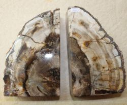 Versteinertes Holz - Buchst�tze - 20x16,5cm - 1 Paar