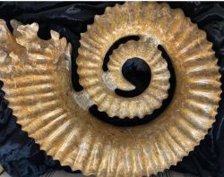 Ammonit - Madagaskar - Sammlerst�ck - Rarit�t - 28x22cm
