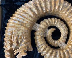 Ammonit - Madagaskar - Sammlerst�ck - Rarit�t - 28x22cm