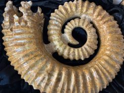 Ammonit - Madagaskar - Sammlerst�ck - Rarit�t - 28x22cm
