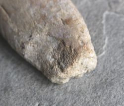 Versteinerter Basilosaurus Zahn - Marokko - 18cm - Einzelst�ck