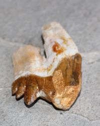 Versteinerter Basilosaurus Zahn - Marokko - 5,8cm - Einzelst�ck