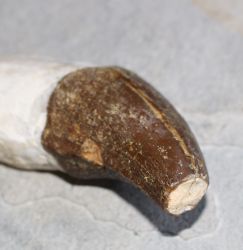 Versteinerter Basilosaurus Zahn - Marokko - 13,5cm - Einzelst�ck