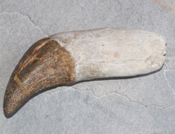 Versteinerter Basilosaurus Zahn - Marokko - 14,3cm - Einzelst�ck