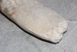 Versteinerter Basilosaurus Zahn - Marokko - 14,3cm - Einzelst�ck