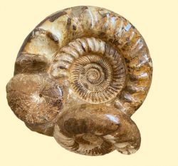 Ammonit - Madagaskar - Gruppe - Stufe - 50 x 45 cm - Einzelst�ck