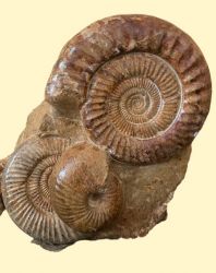 Ammonit - Madagaskar - Gruppe - Stufe - 50 x 45 cm - Einzelst�ck