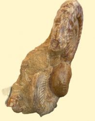 Ammonit - Madagaskar - Gruppe - Stufe - 50 x 45 cm - Einzelst�ck