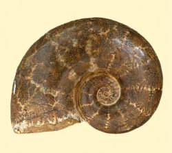Ammonit - Kranaosphinctes & Lytoceras -  30 x 21 cm - Einzelst�c