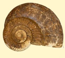 Ammonit - Kranaosphinctes & Lytoceras -  30 x 21 cm - Einzelst�c