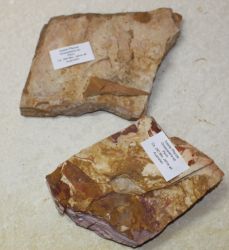 Versteinerte Pflanze - Glossopteris - 5 St�ck - Karton