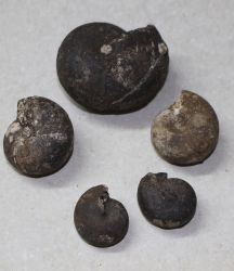 Ammonit - Trias - 3-5,5cm - 11-13 St�ck - Karton