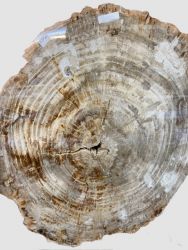 Versteinertes Holz - Scheibe - 45cm - Einzelst�ck