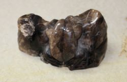Frosch Tier Figur - Versteinertes Holz - 11x5cm - Einzelst�ck