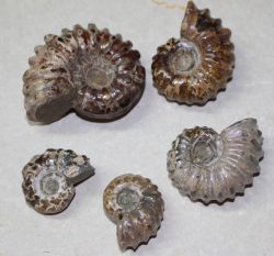 Ammonit - Douvelliceras - 3-5 cm - 18 St�ck  - Karton
