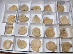 Ammonit - Kranaosphinctes - 4-5cm - 20 St�ck - Karton