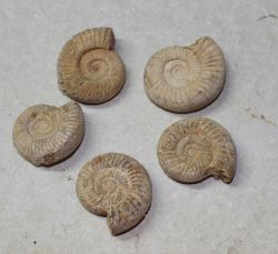 Ammonit - Kranaosphinctes - 4-5cm - 20 St�ck - Karton