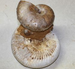 Ammonit - Divisosphinctes & Ptychophylloceras - Einzelst�ck