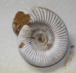 Ammonit - Divisosphinctes & Ptychophylloceras - Einzelst�ck