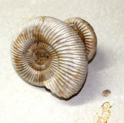 Ammonit - Perisphinctes - 10x6cm - Einzelst�ck