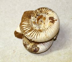 Ammonit - Perisphinctes -9x5,5cm - Einzelst�ck