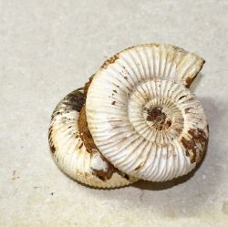 Ammonit - Perisphinctes -9x5,5cm - Einzelst�ck