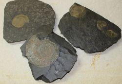 Ammonit - Dactylioceras - Holzmaden - Platten - 3 St�ck - Karton