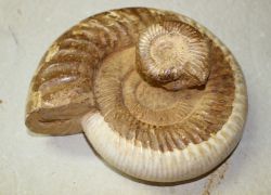 Ammonit - Kranaosphinctes - Stufe - 21x18cm - Einzelst�ck