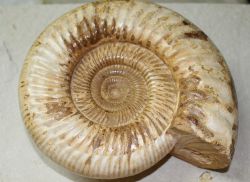 Ammonit - Kranaosphinctes - Stufe - 21x18cm - Einzelst�ck