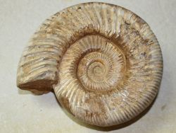 Ammonit - Kranaosphinctes - Stufe - 17x15cm - Einzelst�ck