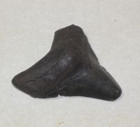 Megalodon - fossiler Haizahn - 8,3x7,4cm - Einzelstck